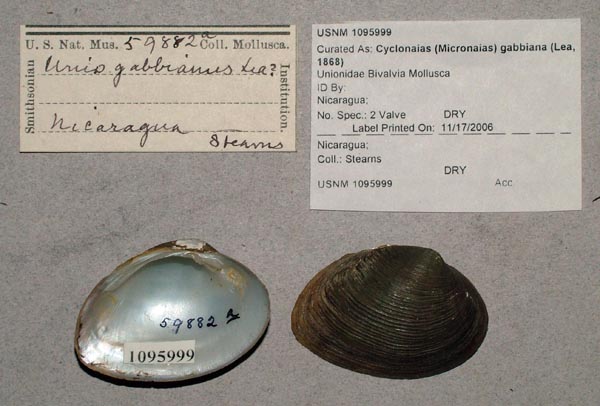 image of lot USNM_1095999