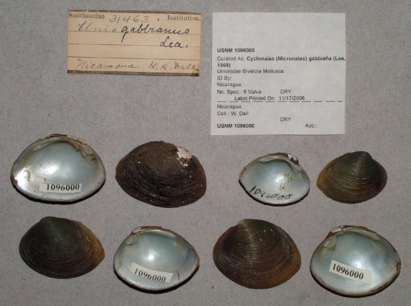 image of lot USNM_1096000