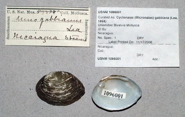 image of lot USNM_1096001