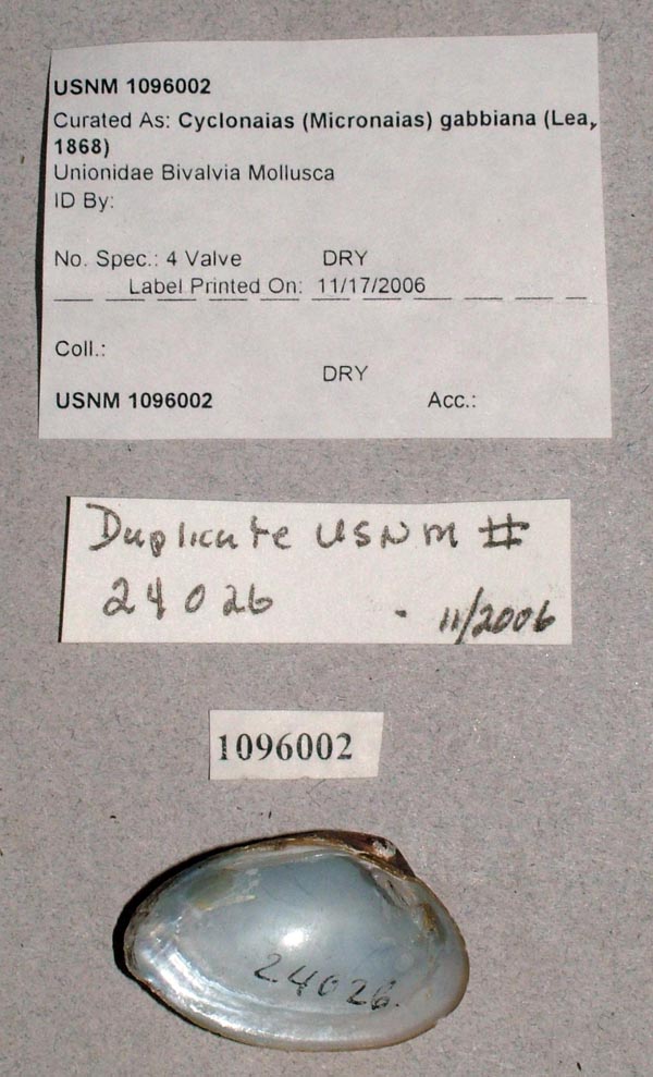 image of lot USNM_1096002