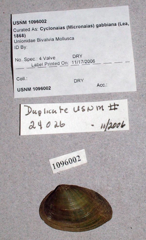 image of lot USNM_1096002