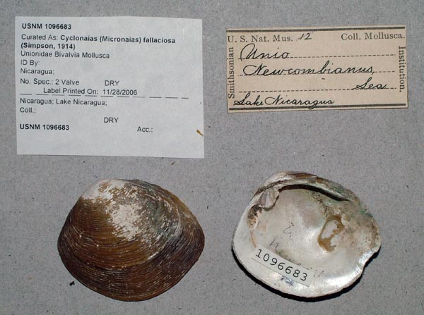 image of lot USNM_1096683