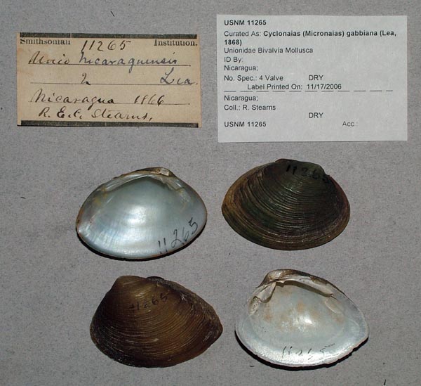 image of lot USNM_11265