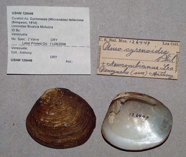 image of lot USNM_126449