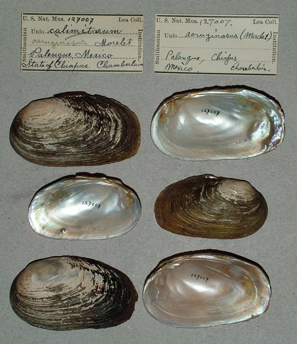 image of lot USNM_127007