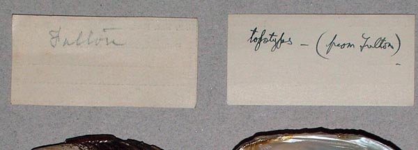 image of lot USNM_127007