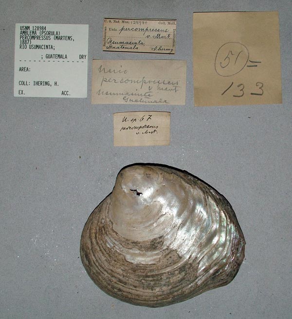 image of lot USNM_128984