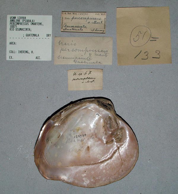 image of lot USNM_128984