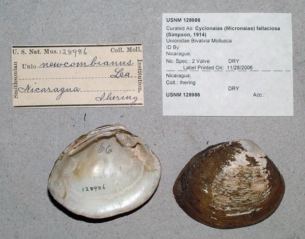 image of lot USNM_128986