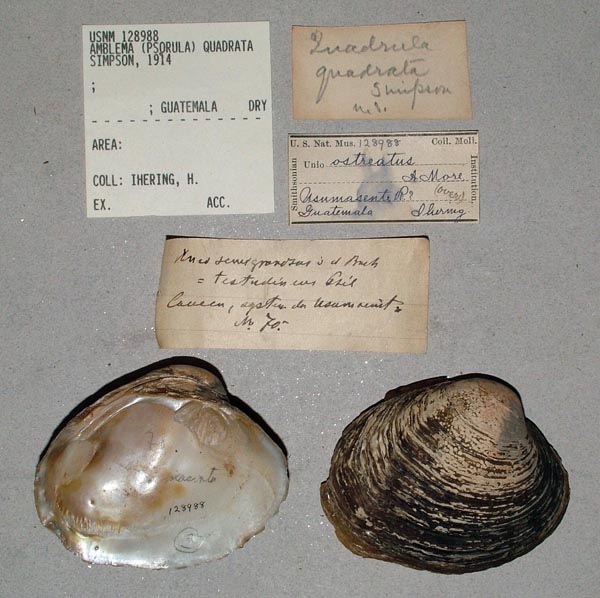 image of lot USNM_128988