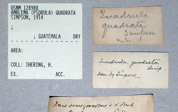 image of lot USNM_128988