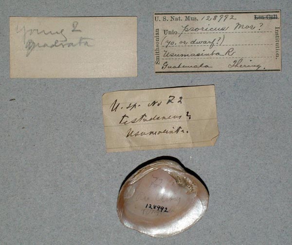 image of lot USNM_128992_01