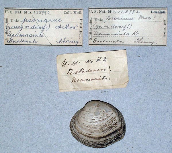 image of lot USNM_128992_01