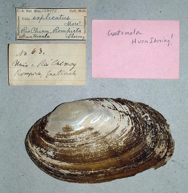 specimen