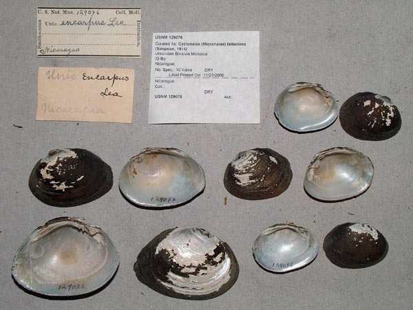 image of lot USNM_129076