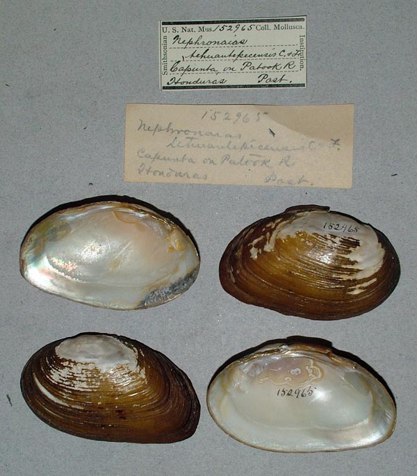 image of lot USNM_152965