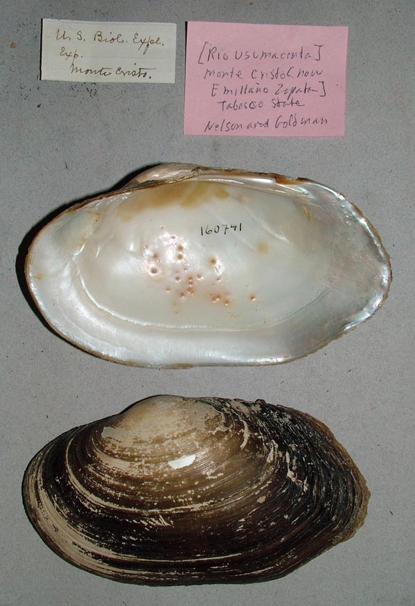 specimen