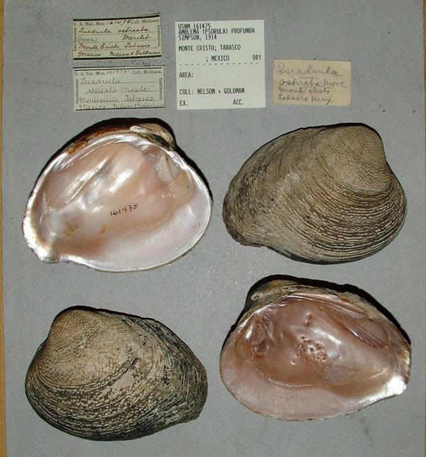 image of lot USNM_161475