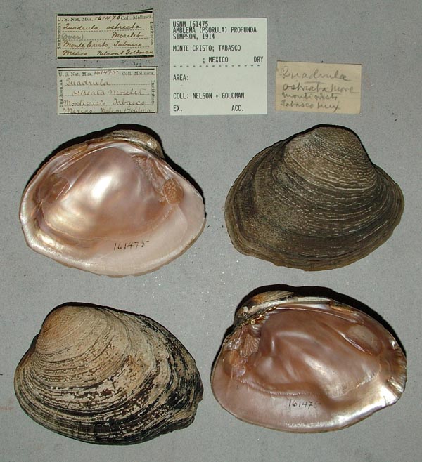 image of lot USNM_161475