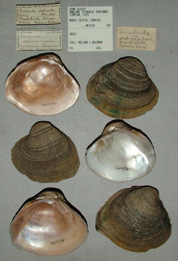 image of lot USNM_161475