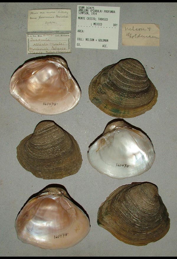 image of lot USNM_161475