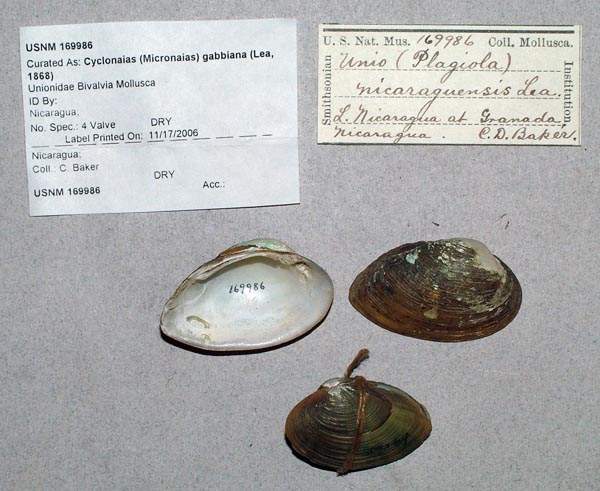 image of lot USNM_169986