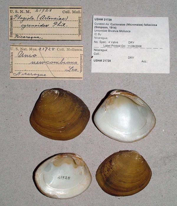 image of lot USNM_21728