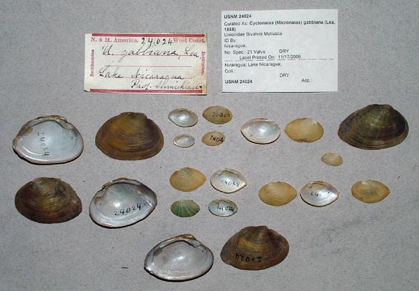 image of lot USNM_24024