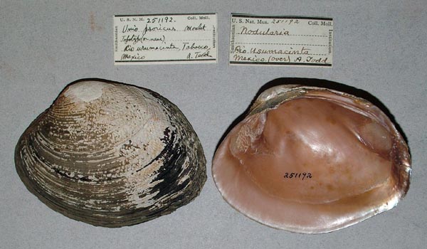 image of lot USNM_251192