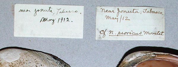 image of lot USNM_251192