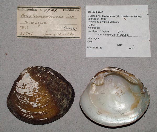 image of lot USNM_25747