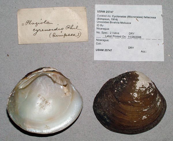 image of lot USNM_25747