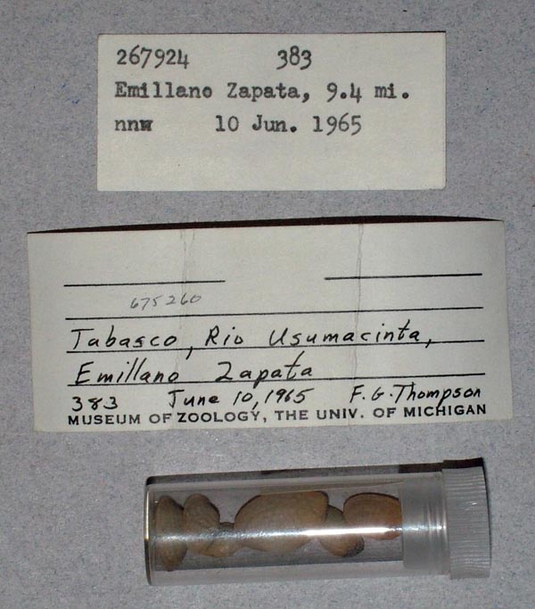 image of lot USNM_267924