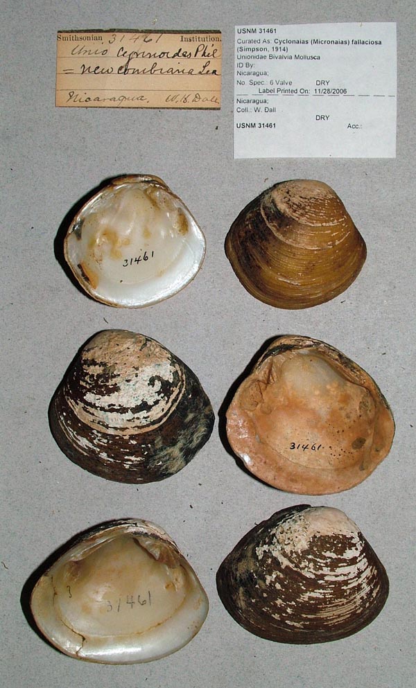 image of lot USNM_31461