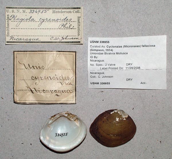 image of lot USNM_336955