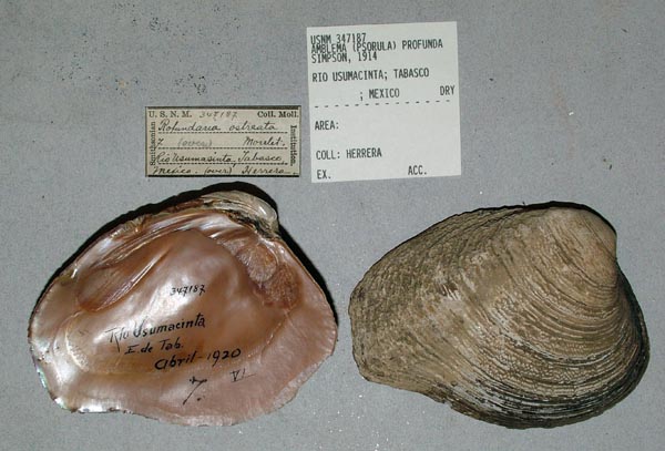 image of lot USNM_347187