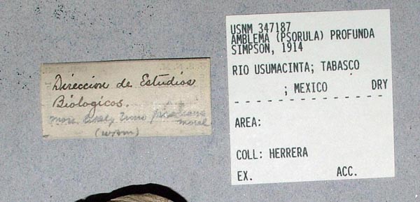 image of lot USNM_347187