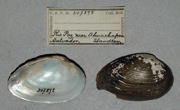 image of lot USNM_347898