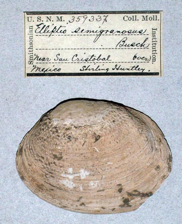 image of lot USNM_359337