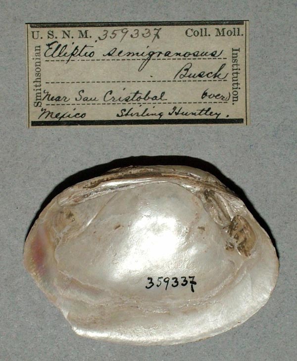 image of lot USNM_359337