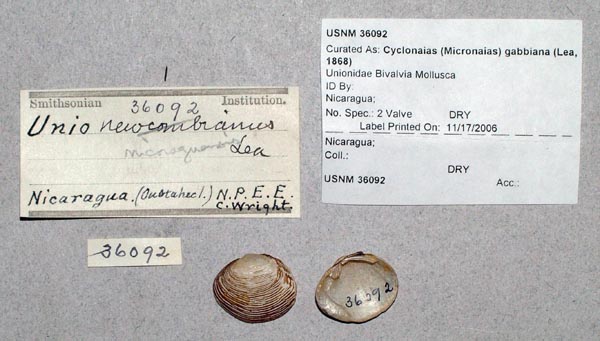 image of lot USNM_36092