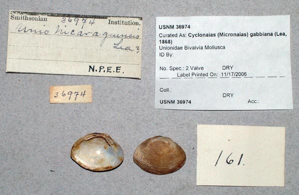 image of lot USNM_36974