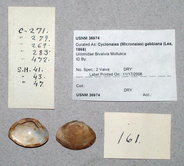 image of lot USNM_36974