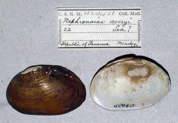 image of lot USNM_424421