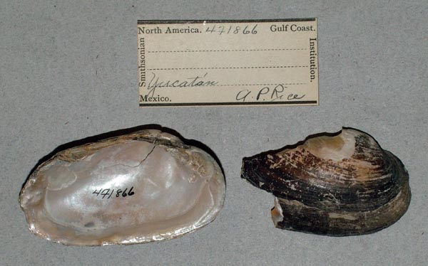 image of lot USNM_471866