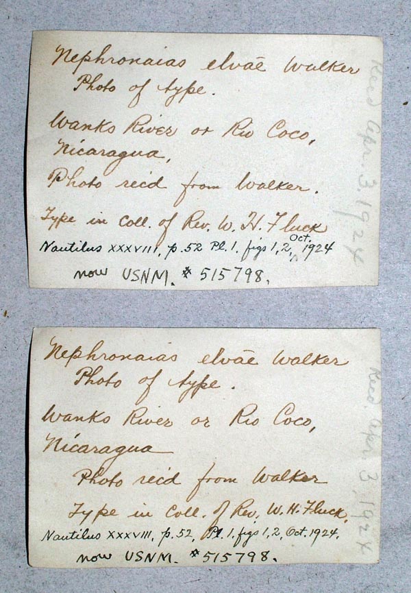 image of lot USNM_515798