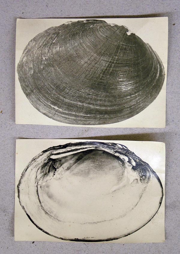 image of lot USNM_515798