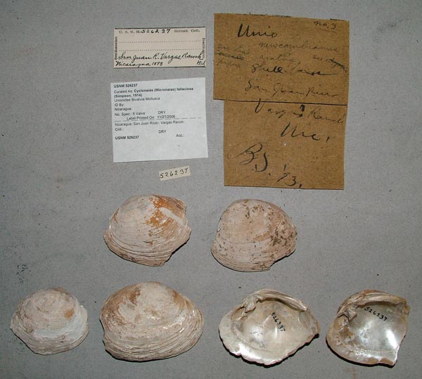 image of lot USNM_526237