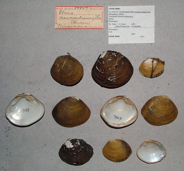 image of lot USNM_59867