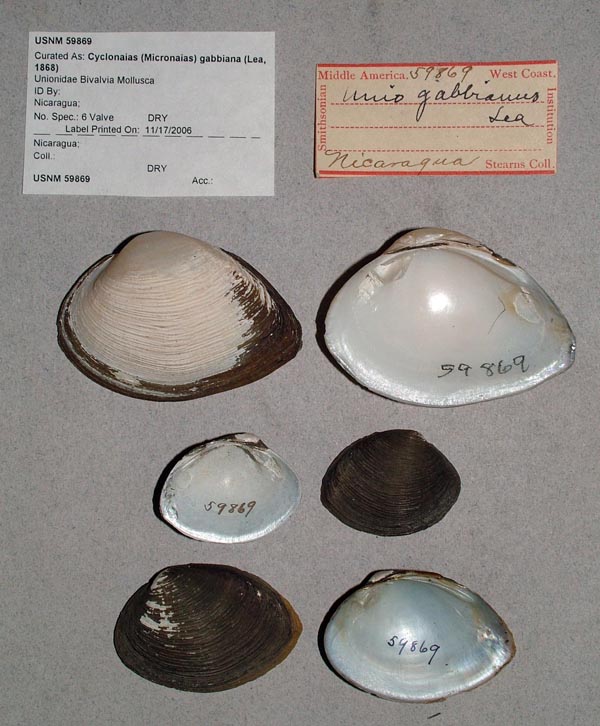 image of lot USNM_59869